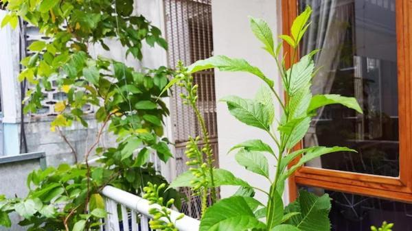 The Velis Saigon - 66m2 Authentic Local Cozy * Ho Chi Minh City