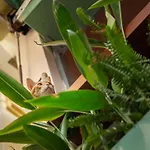 Orange Home - Ngoi Nha Tai Quan 3