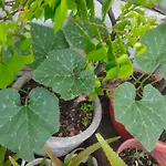 Huong\'S Homestay