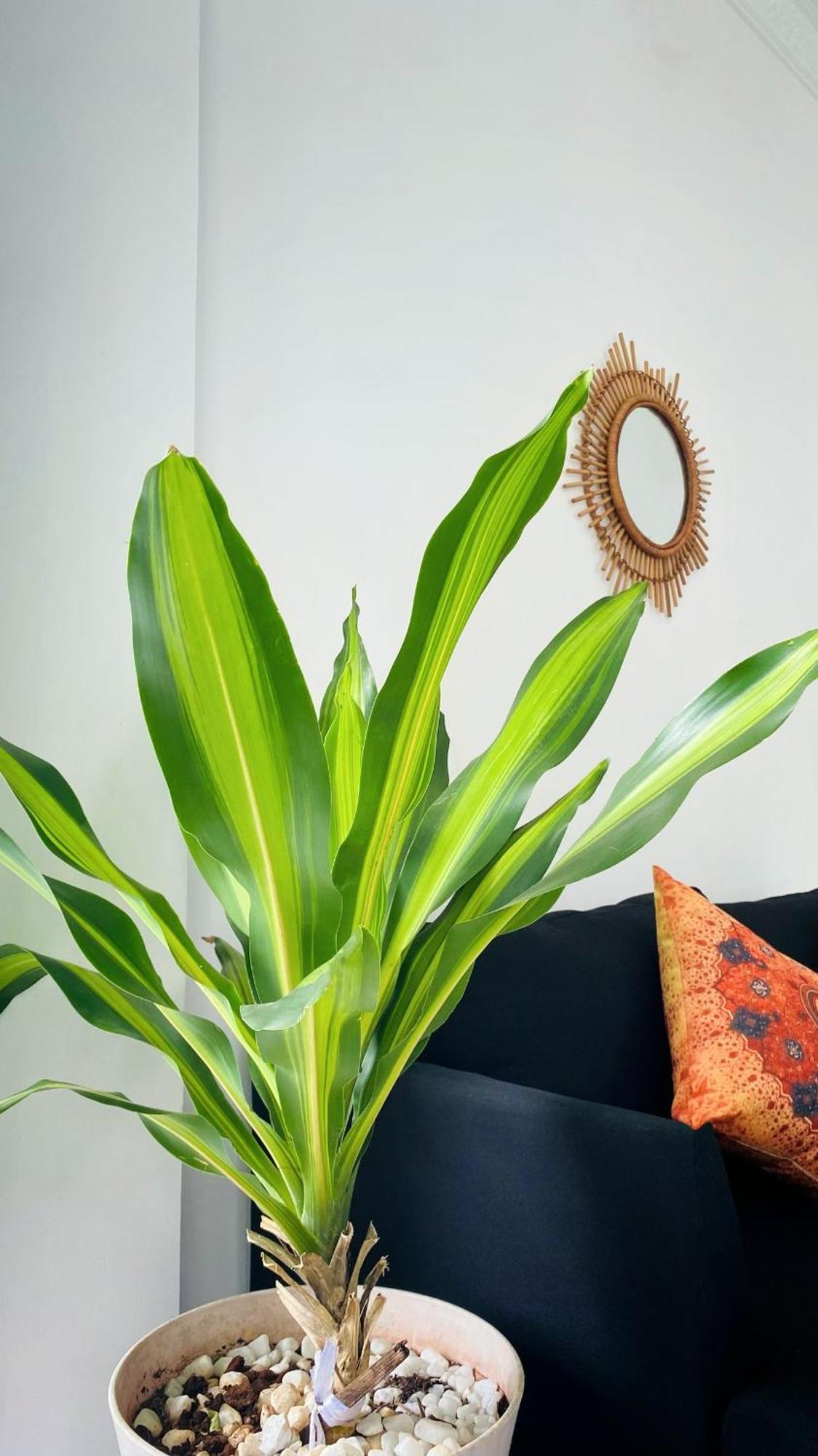 Villa Gem 67, Biet Thu 15 Phong Co Ho Boi Lon