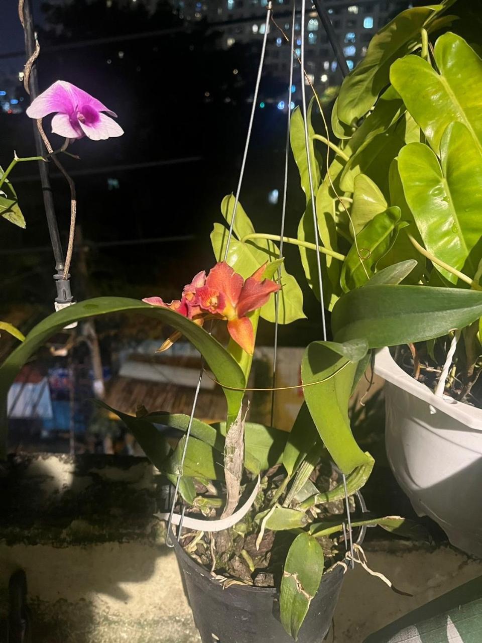 Guest house House Binhthanh *
