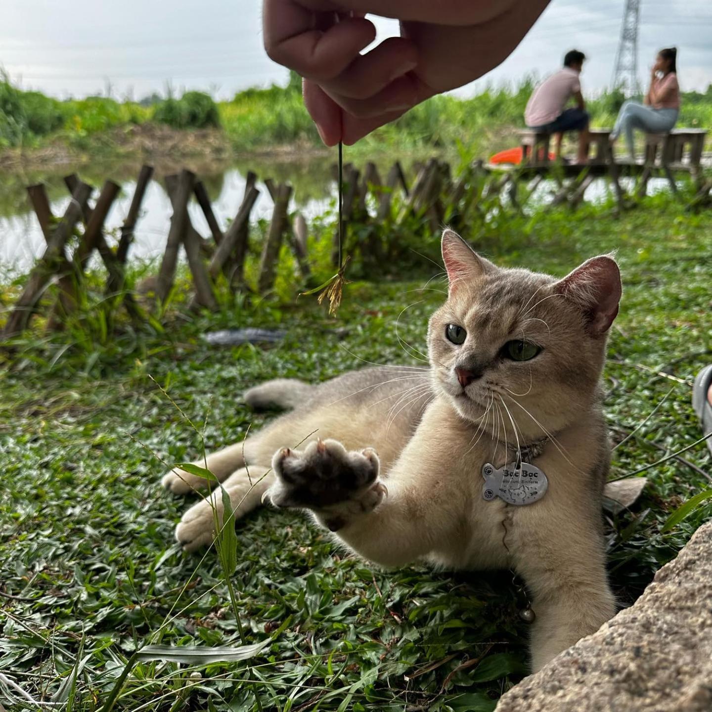 Khemah mewah Binifarm Tropical Retreat *