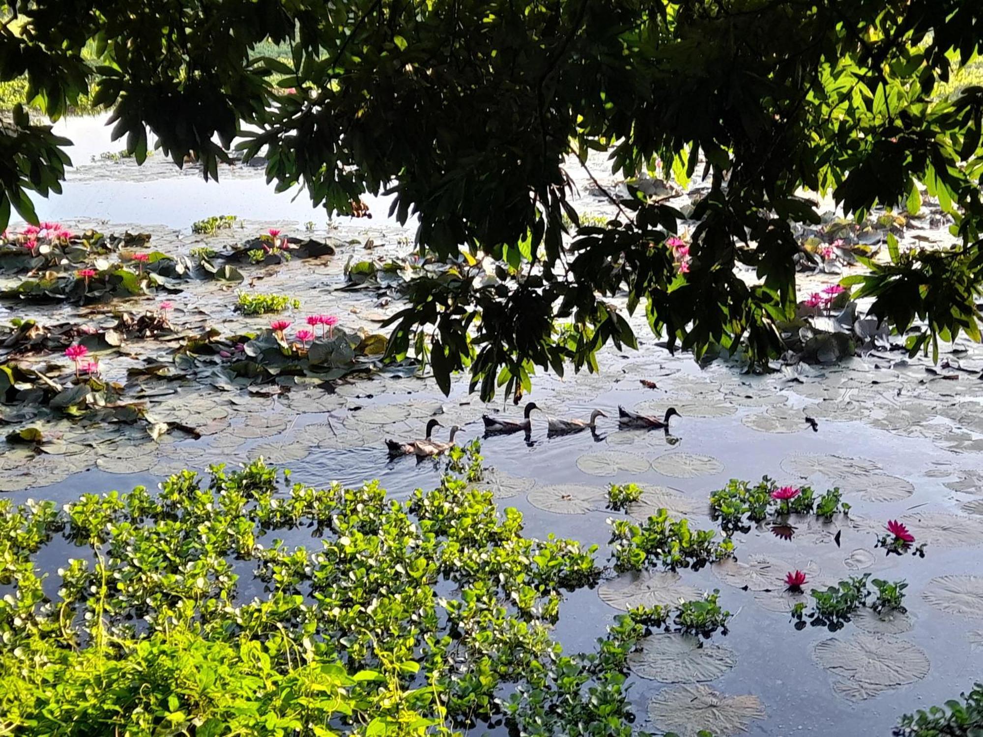 Lotus Retreat Homestay