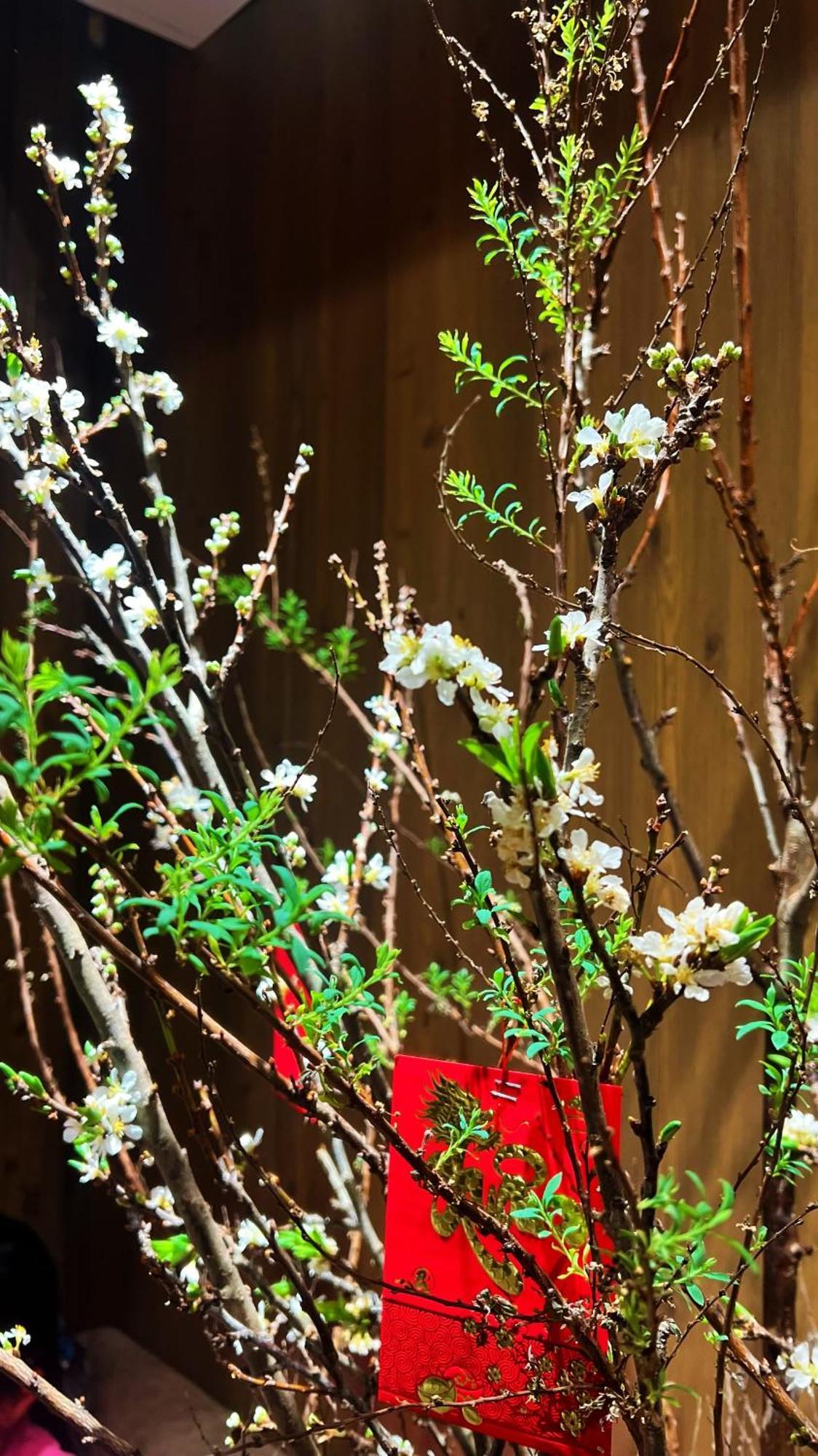 Rosa Zen Khách sạn 3*