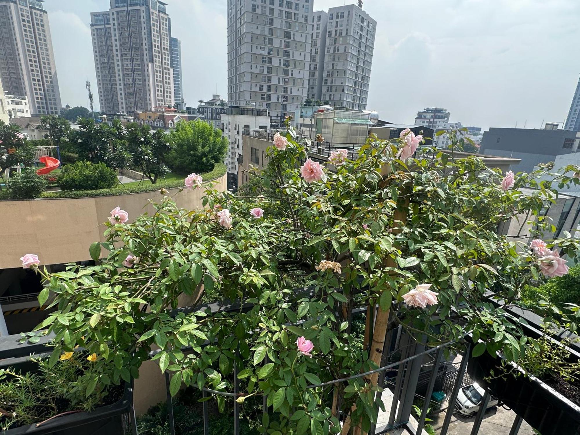 Homey TP. Hồ Chí Minh