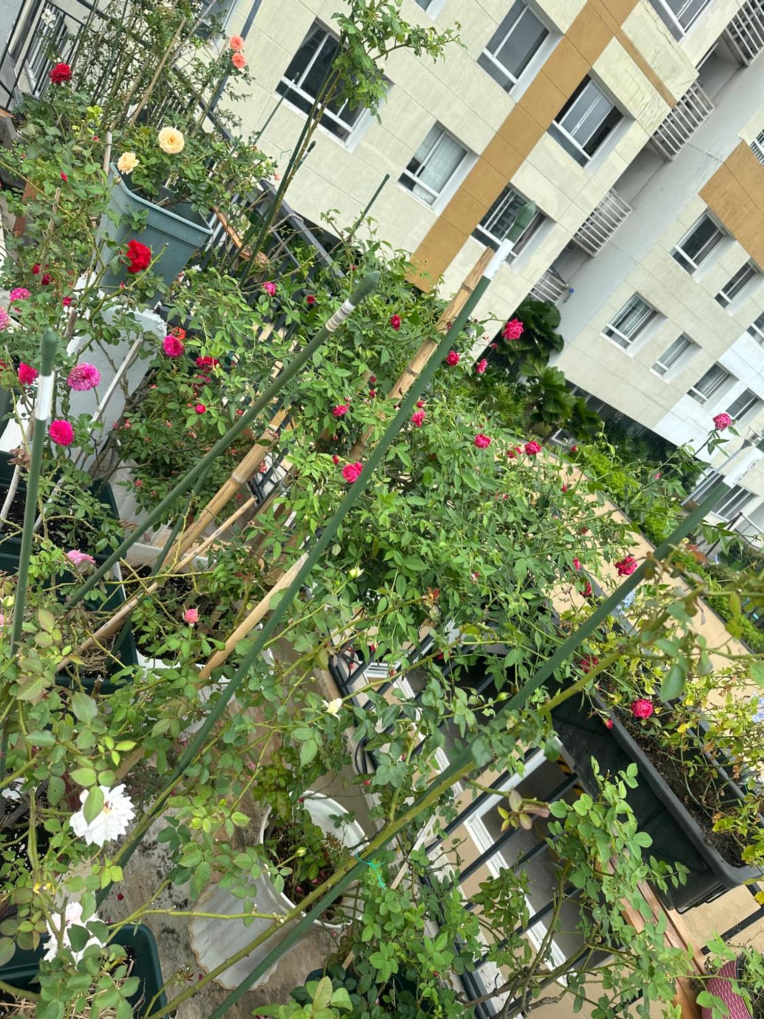 Homey Căn hộ *