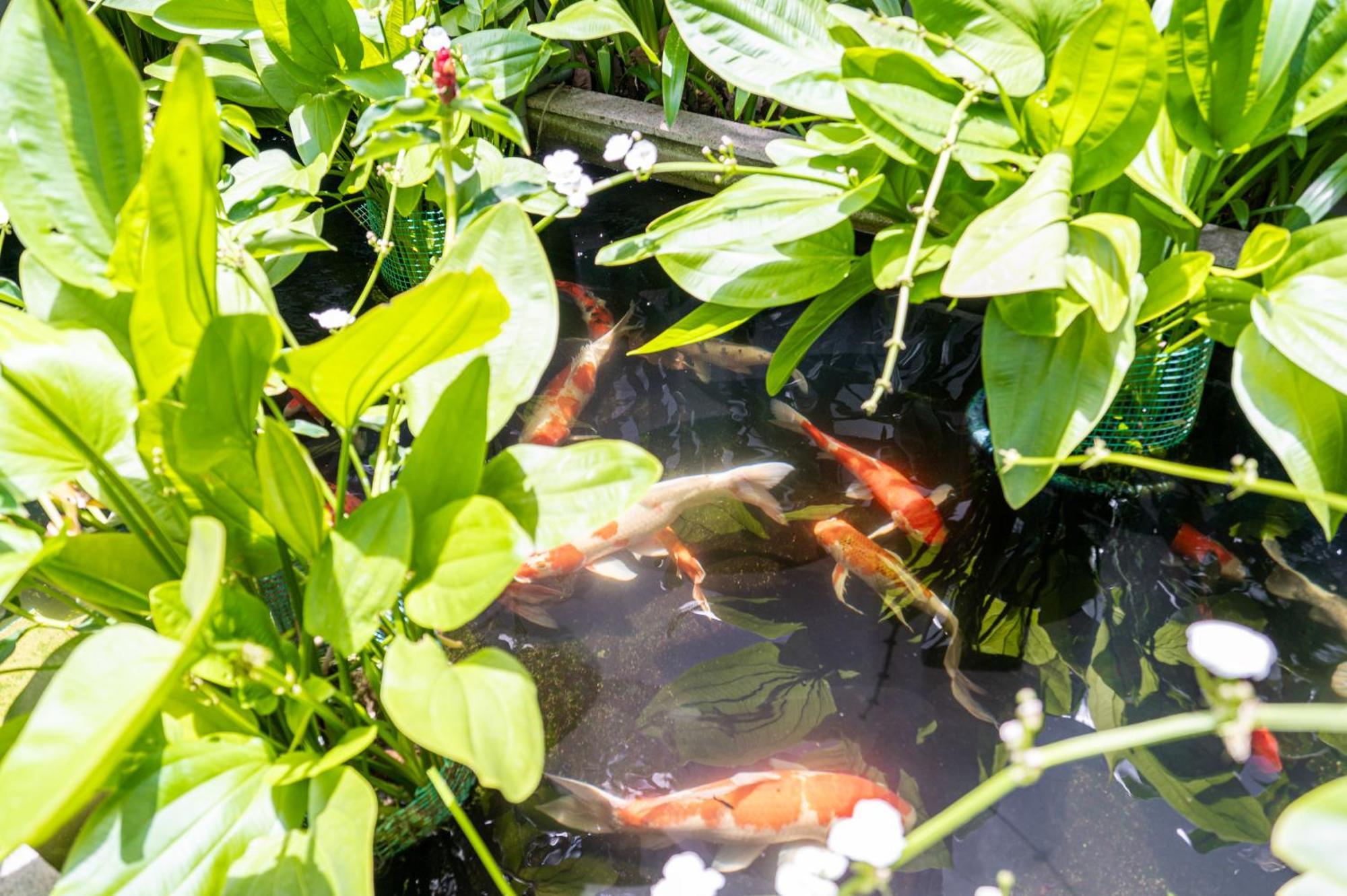 Thao Dien Serenity Villa Ho Chi Minh City