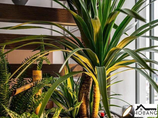 Alex's Luxe Retreat Ho Chi Minh City