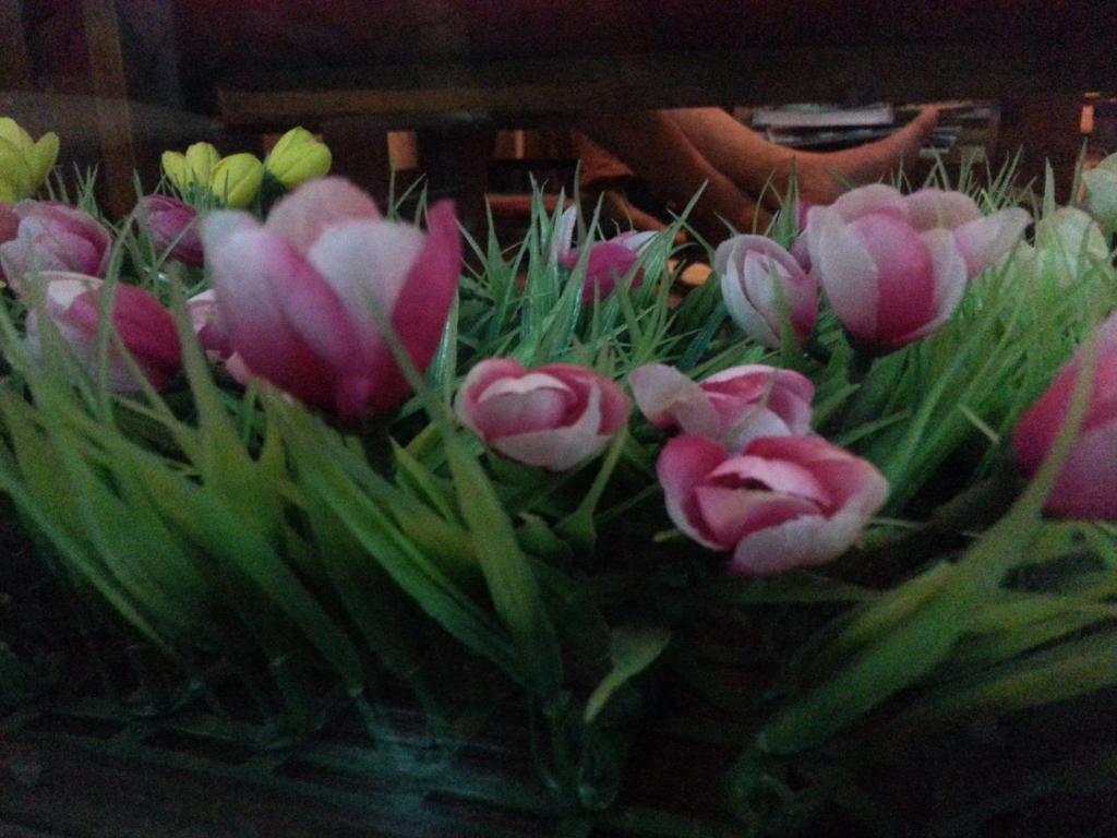 Hotel Pink Tulip