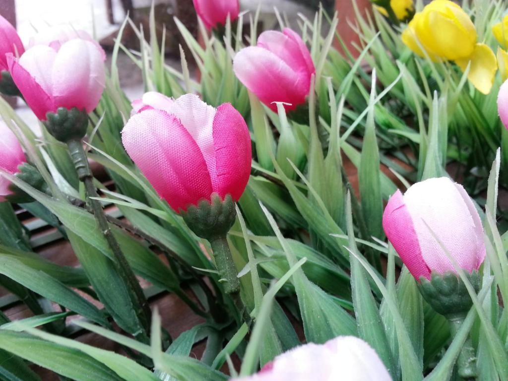 Hotel Pink Tulip 2*