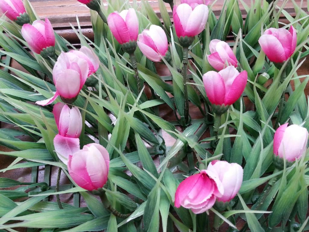Pink Tulip 2*