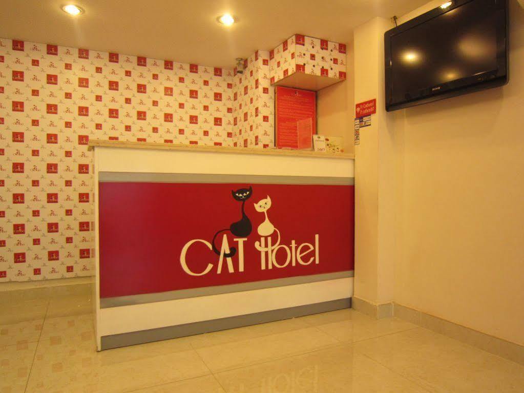 Cat 2