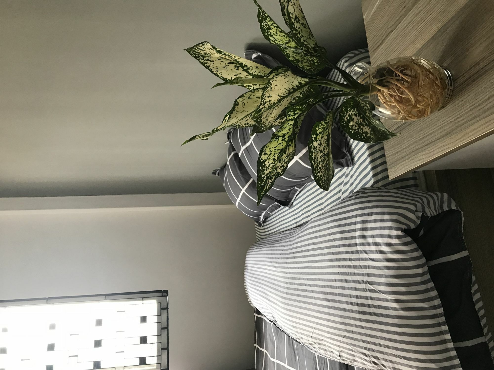 Meowies Guest house 2*