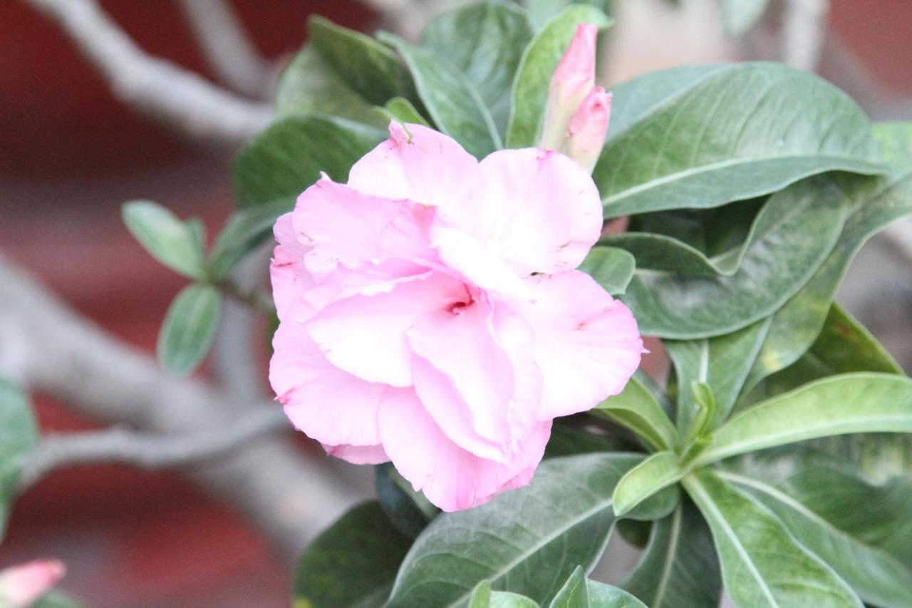 Homestay Nature House Ho Chi Minh City