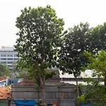 Home, Apartment For Rent In Botanica Premier Building, Free Gym&Pool