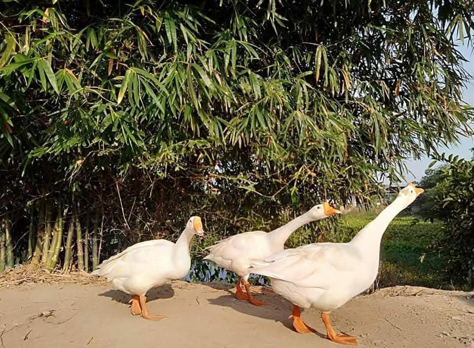 Lotus Retreat Ở trọ TP. Hồ Chí Minh
