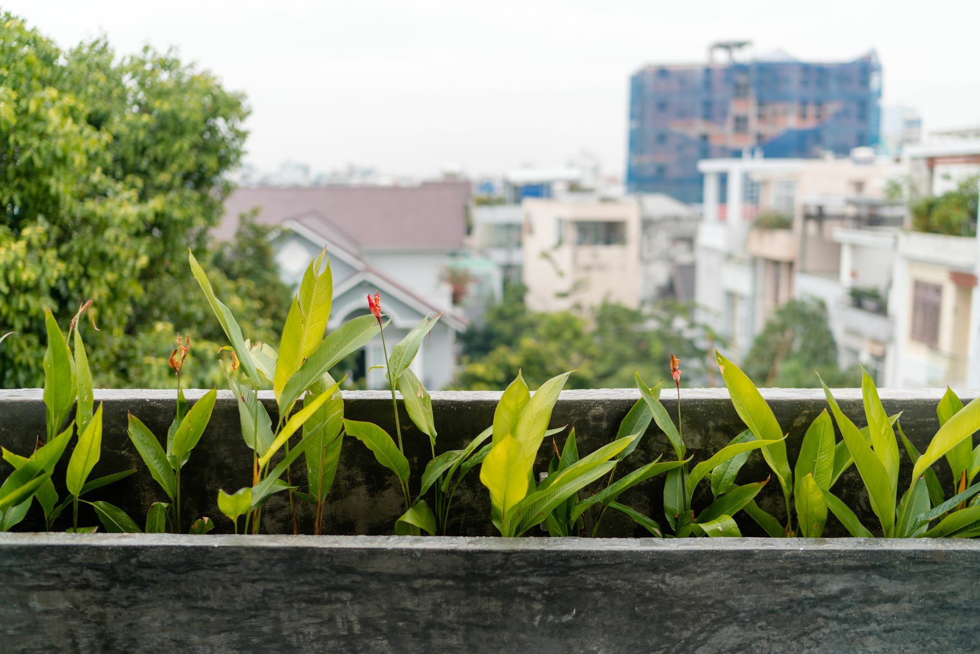 Iam Saigon Ho Chi Minh City