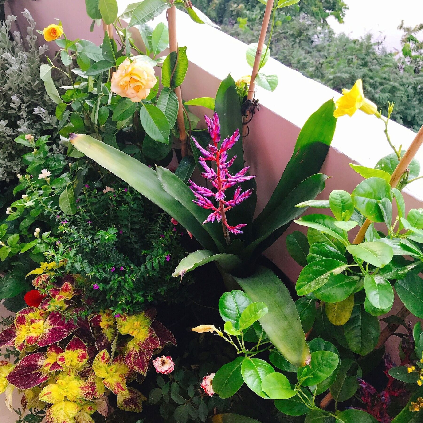 Apartment Bee Tropicool Ho Chi Minh City