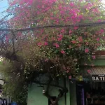 To Am Nho Staycation - Migration Season
