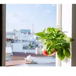To Am Nho Staycation - Migration Season