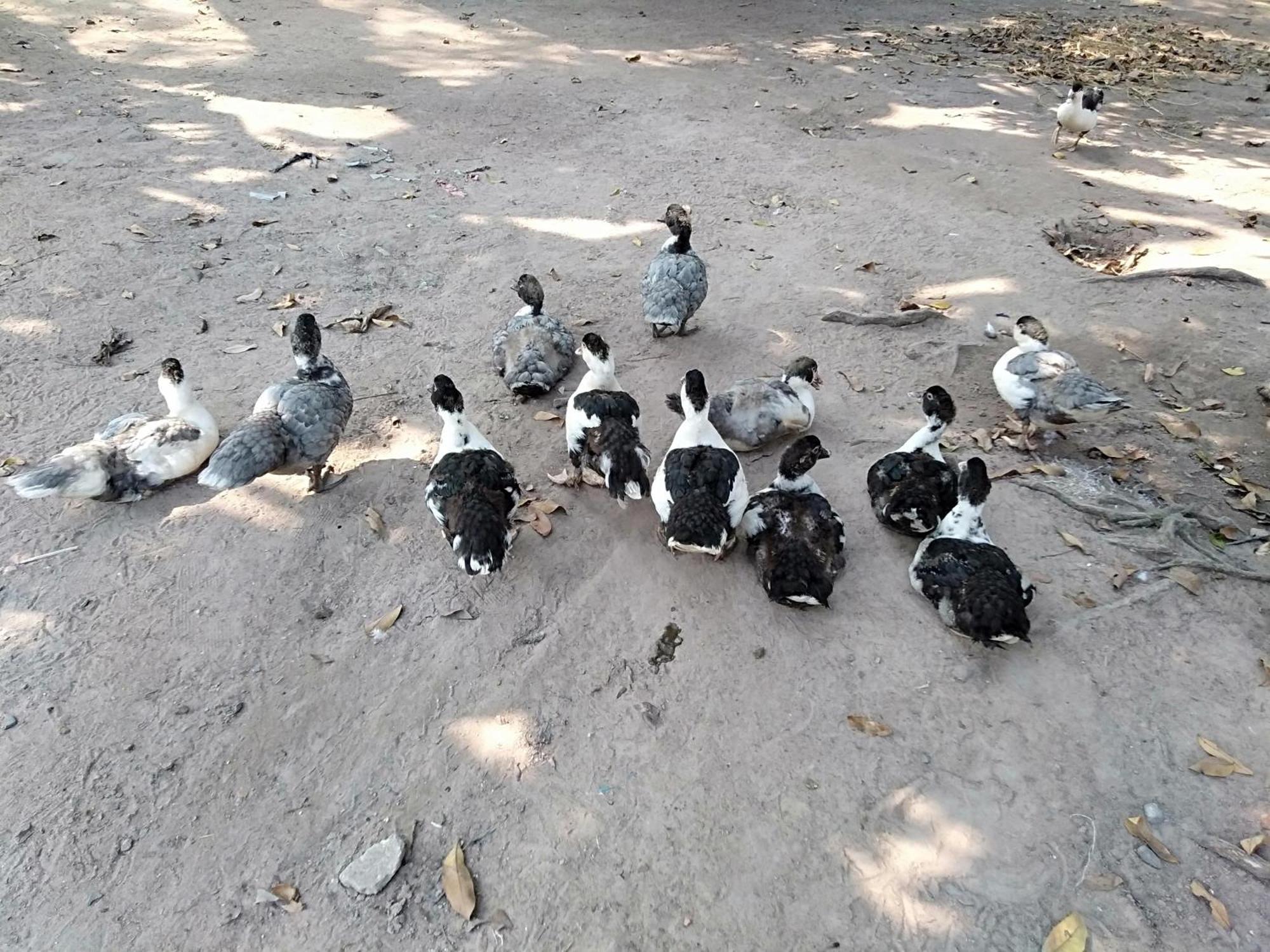 Homestay Cu Chi Boutique Countryside