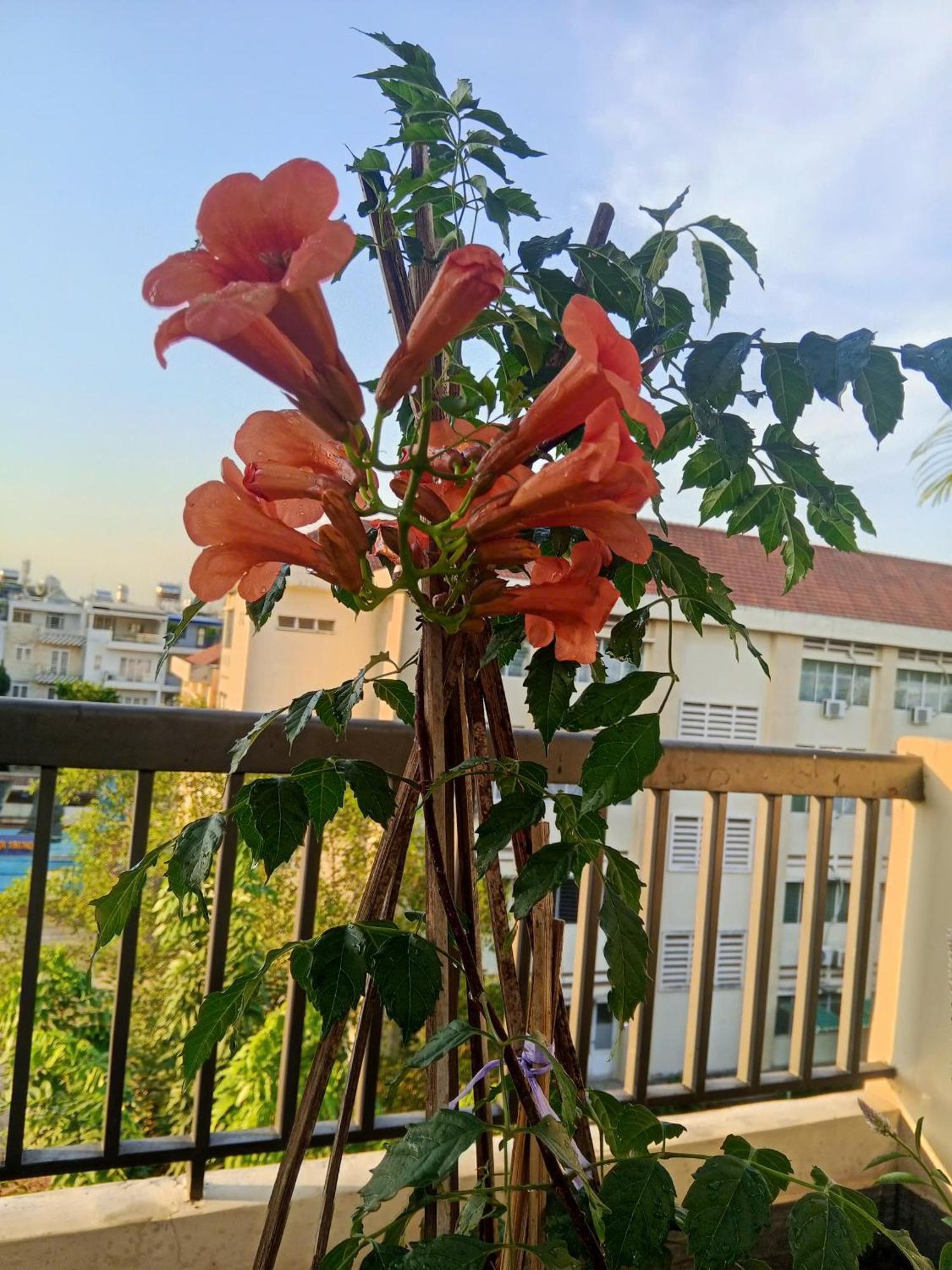 Ola's Homestay Ho Chi Minh City
