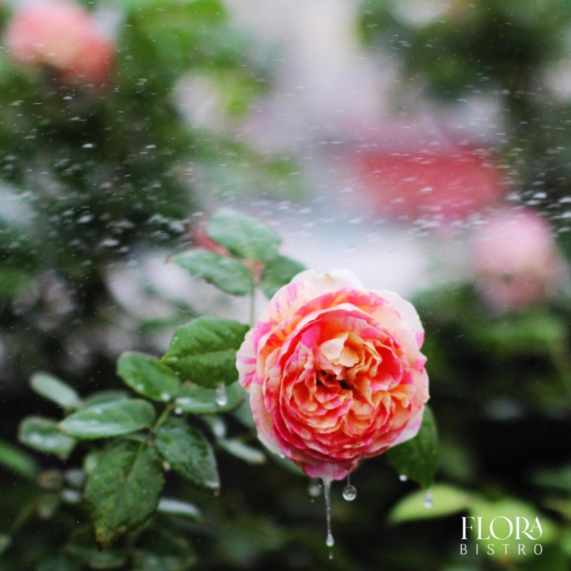 The Bloom Pham Viet Chanh - Modern Living Space In Saigon - A Choice For Western Travelers 4*