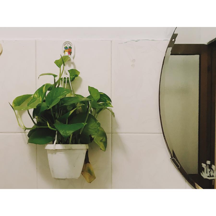 Condodo Hostel *